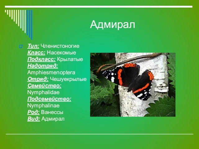 Адмирал Тип: Членистоногие Класс: Насекомые Подкласс: Крылатые Надотряд: Amphiesmenoptera Отряд: Чешуекрылые Семейство: