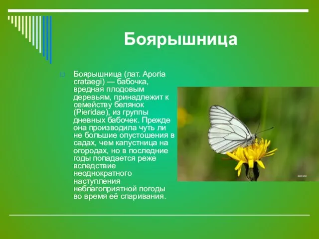Боярышница Боярышница (лат. Aporia crataegi) — бабочка, вредная плодовым деревьям, принадлежит к