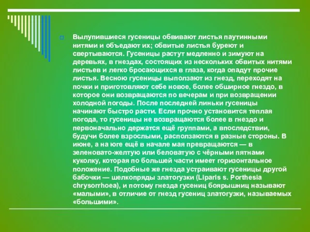 Вылупившиеся гусеницы обвивают листья паутинными нитями и объедают их; обвитые листья буреют