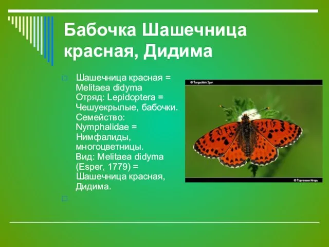 Бабочка Шашечница красная, Дидима Шашечница красная = Melitaea didyma Отряд: Lepidoptera =