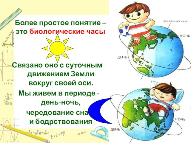 Более простое понятие – это биологические часы Связано оно с суточным движением