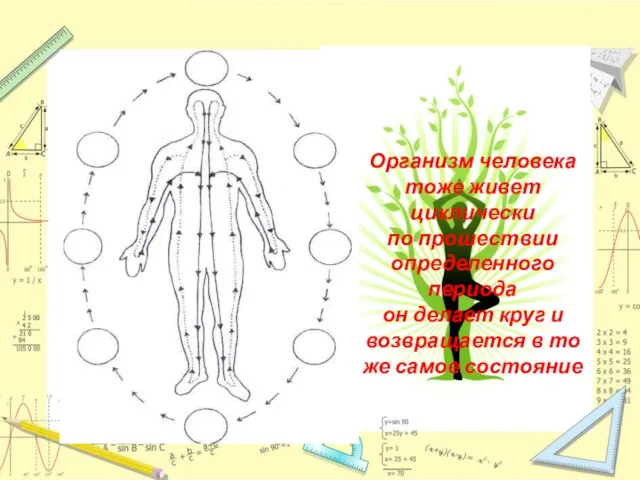 Организм человека тоже живет циклически по прошествии определенного периода он делает круг