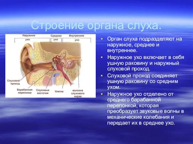 Строение органа слуха. Орган слуха подразделяют на наружное, среднее и внутреннее. Наружное