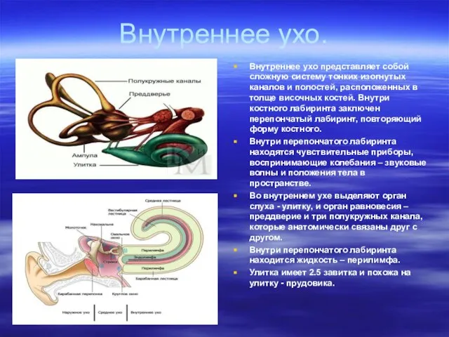 Внутреннее ухо. Внутреннее ухо представляет собой сложную систему тонких изогнутых каналов и