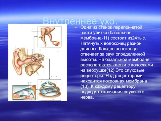 Внутреннее ухо. Одна из стенок перепончатой части улитки (базальная мембрана-11) состоит из24тыс.