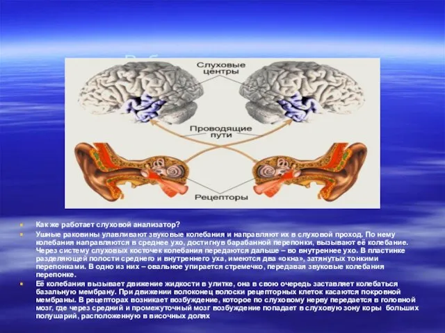 Работа органа слуха. Как же работает слуховой анализатор? Ушные раковины улавливают звуковые