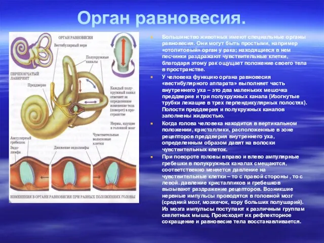 Орган равновесия. Большинство животных имеют специальные органы равновесия. Они могут быть простыми,