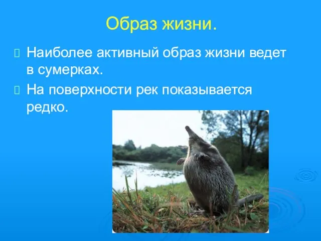 Образ жизни. Наиболее активный образ жизни ведет в сумерках. На поверхности рек показывается редко.