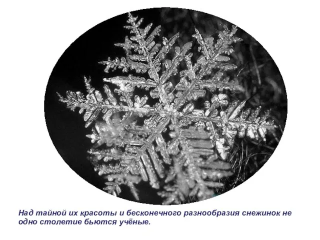 Над тайной их красоты и бесконечного разнообразия снежинок не одно столетие бьются учёные.