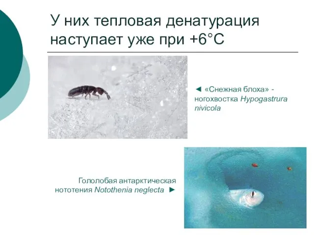 У них тепловая денатурация наступает уже при +6°С ◄ «Снежная блоха» -