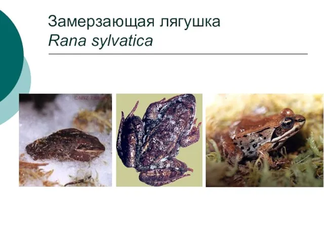 Замерзающая лягушка Rana sylvatica