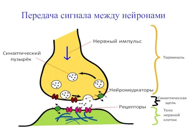 Передача сигнала между нейронами