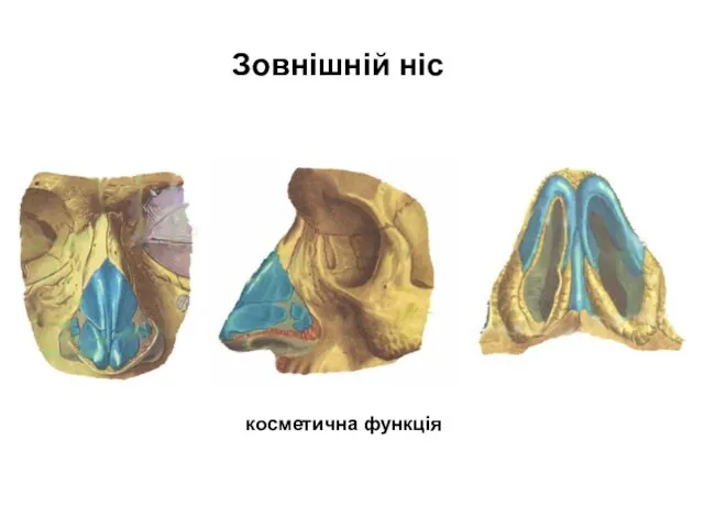 Зовнішній ніс косметична функція