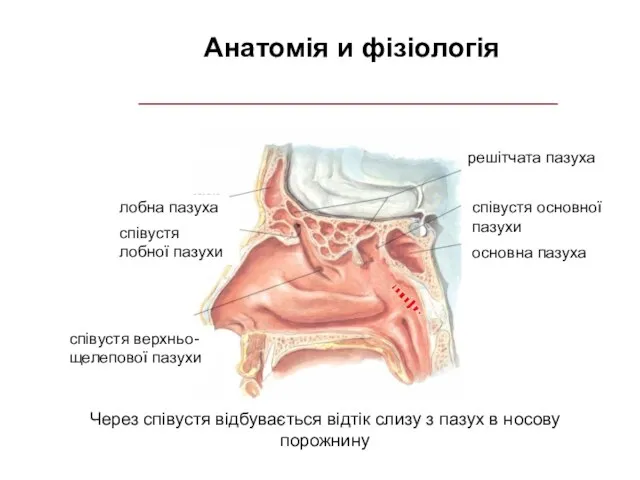 Анатомія и фізіологія Через співустя відбувається відтік слизу з пазух в носову