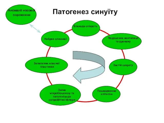 Патогенез синуїту