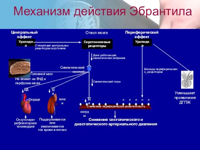 Центральный эффект Периферический эффект Урапидил Снижение систолического и диастолического артериального давления Симпатический