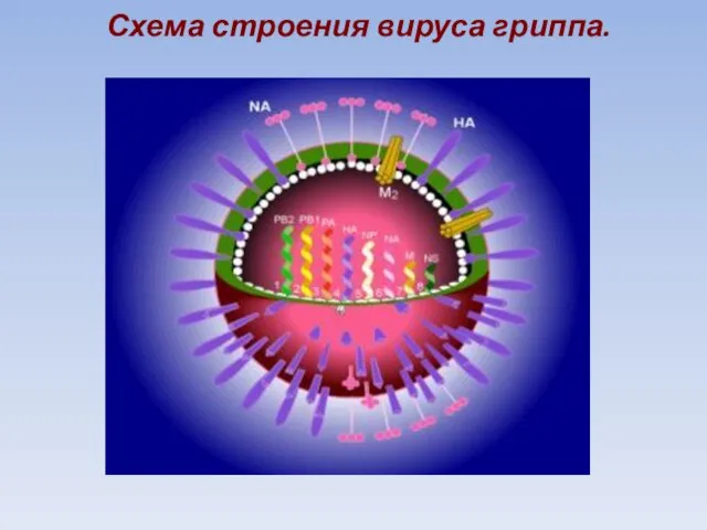 Схема строения вируса гриппа.