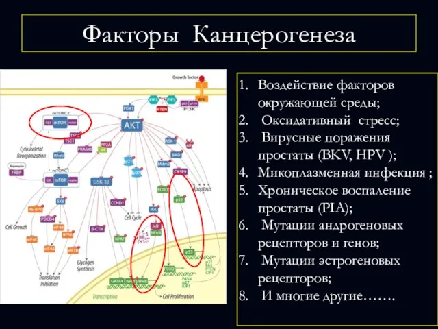 Воздействие факторов окружающей среды; Оксидативный стресс; Вирусные поражения простаты (BKV, HPV );