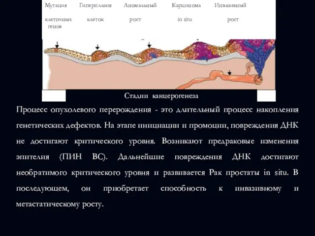 Процесс опухолевого перерождения - это длительный процесс накопления генетических дефектов. На этапе