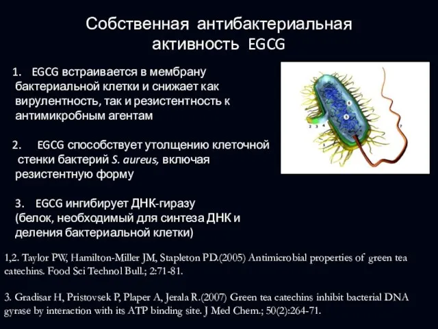 EGCG встраивается в мембрану бактериальной клетки и снижает как вирулентность, так и