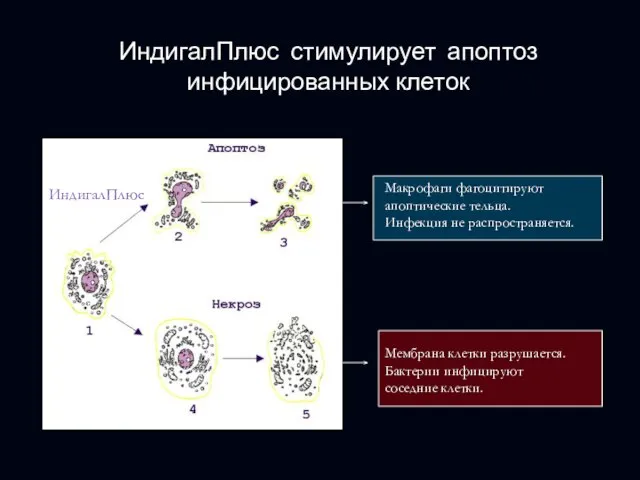 ИндигалПлюс стимулирует апоптоз инфицированных клеток Макрофаги фагоцитируют апоптические тельца. Инфекция не распространяется.