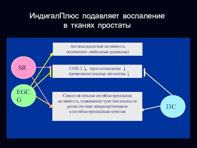 ИндигалПлюс подавляет воспаление в тканях простаты Антиоксидантная активность (поглощает свободные радикалы) Самостоятельная