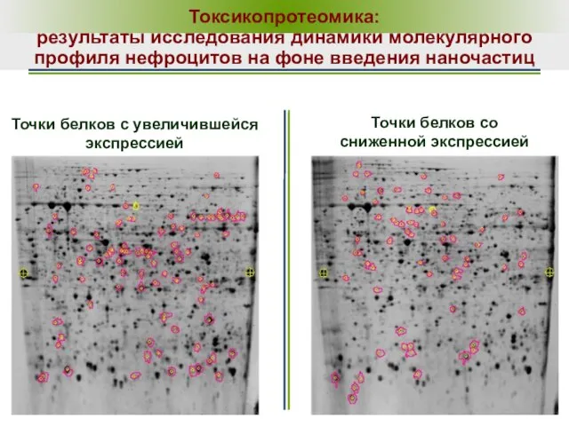 Токсикопротеомика: результаты исследования динамики молекулярного профиля нефроцитов на фоне введения наночастиц Точки