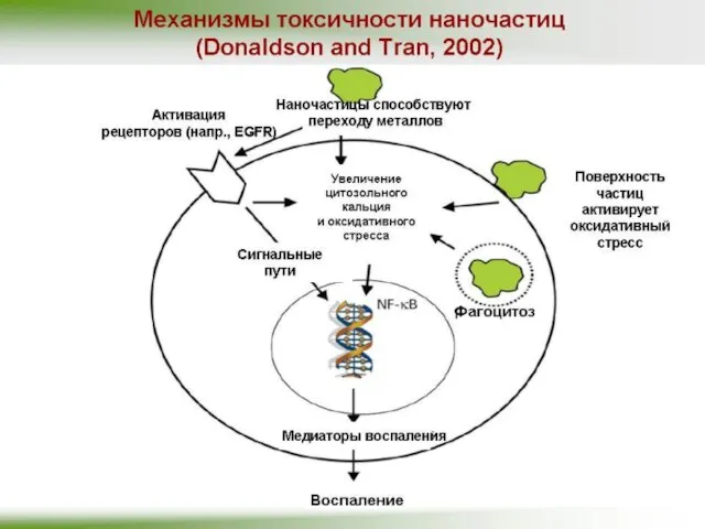 Механизмы токсичности наночастиц (Donaldson and Tran, 2002)