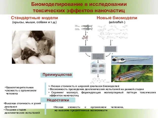 Биомоделирование в исследовании токсических эффектов наночастиц Удовлетворительная схожесть с организмом человека Стандартные