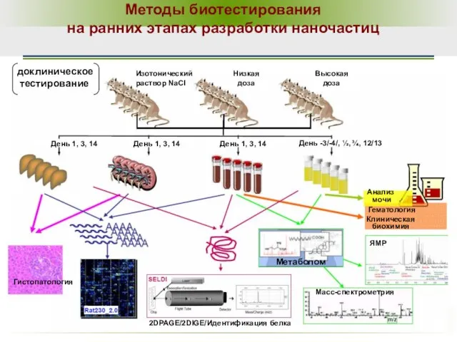 Методы биотестирования на ранних этапах разработки наночастиц Низкая доза Высокая доза День