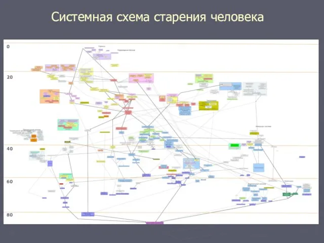 0 20 40 60 80 Системная схема старения человека 80