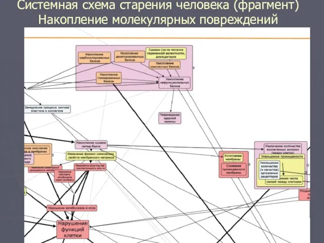 Системная схема старения человека (фрагмент) Накопление молекулярных повреждений