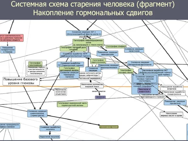 Системная схема старения человека (фрагмент) Накопление гормональных сдвигов