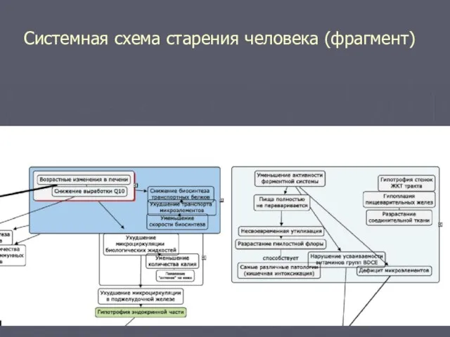 Системная схема старения человека (фрагмент)