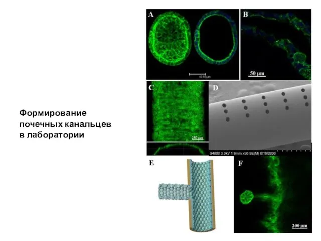 Формирование почечных канальцев в лаборатории
