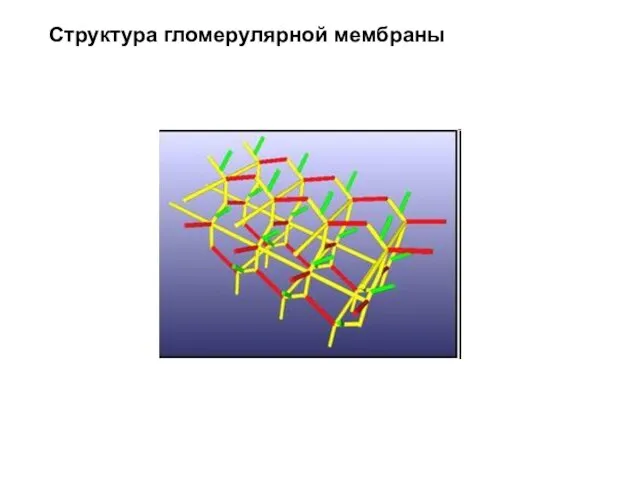 Структура гломерулярной мембраны