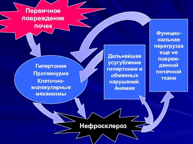 Первичное повреждение почек Нефросклероз Гипертония Протеинурия Клеточно-молекулярные механизмы Дальнейшее усугубление гипертонии и