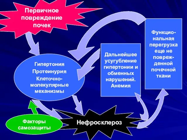 Первичное повреждение почек Нефросклероз Гипертония Протеинурия Клеточно-молекулярные механизмы Дальнейшее усугубление гипертонии и