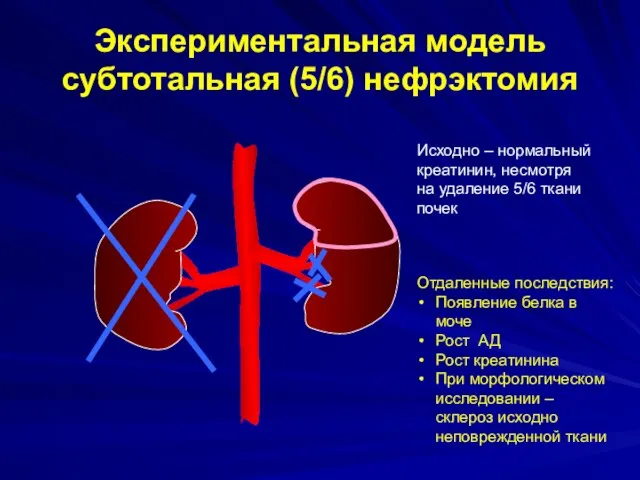 Экспериментальная модель субтотальная (5/6) нефрэктомия Исходно – нормальный креатинин, несмотря на удаление