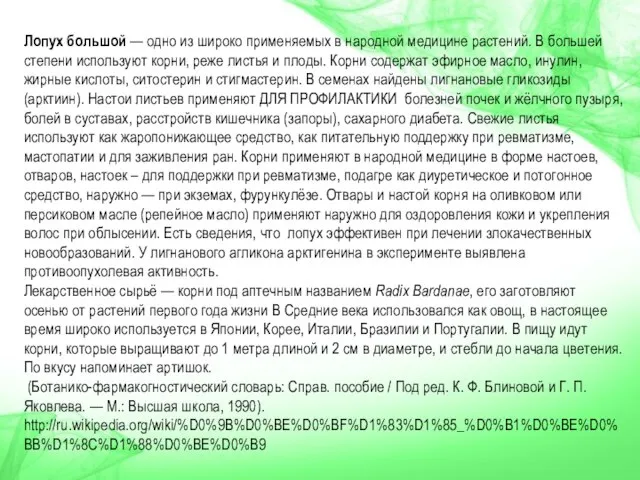 Лопух большой — одно из широко применяемых в народной медицине растений. В