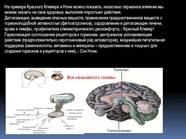 На примере Красного Клевера и Нони можно показать, насколько серьезное влияние мы