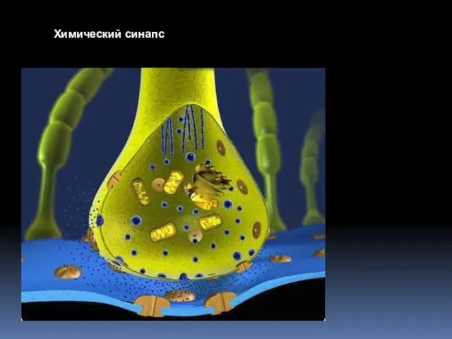 Химический синапс. Химический синапс