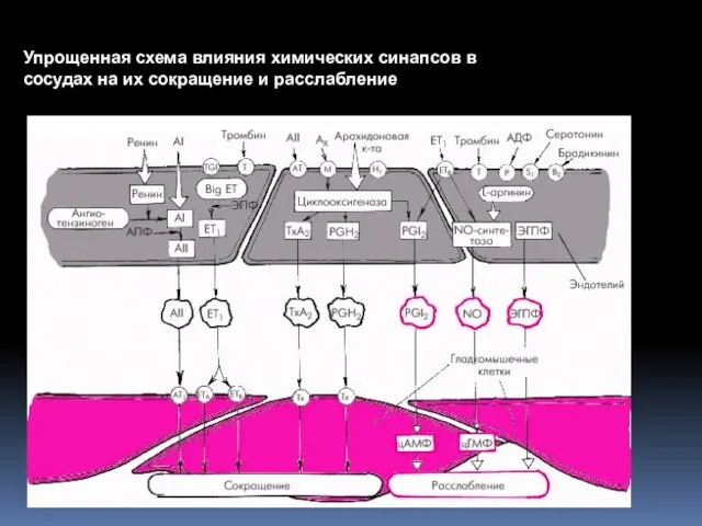 Упрощенная схема влияния химических синапсов в сосудах на их сокращение и расслабление