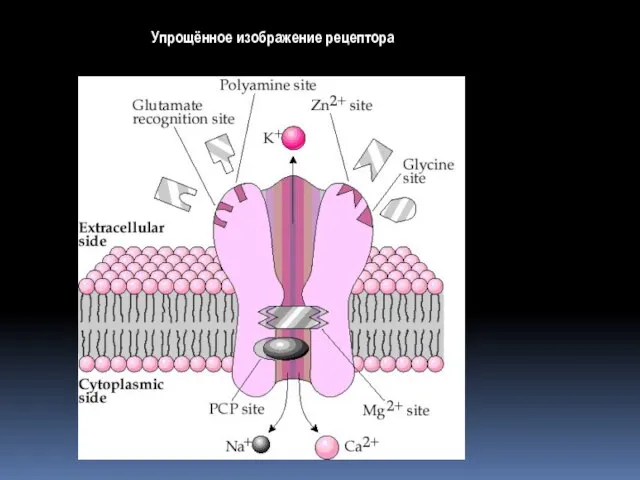 Упрощённое изображение НМДА рецептора Упрощённое изображение рецептора