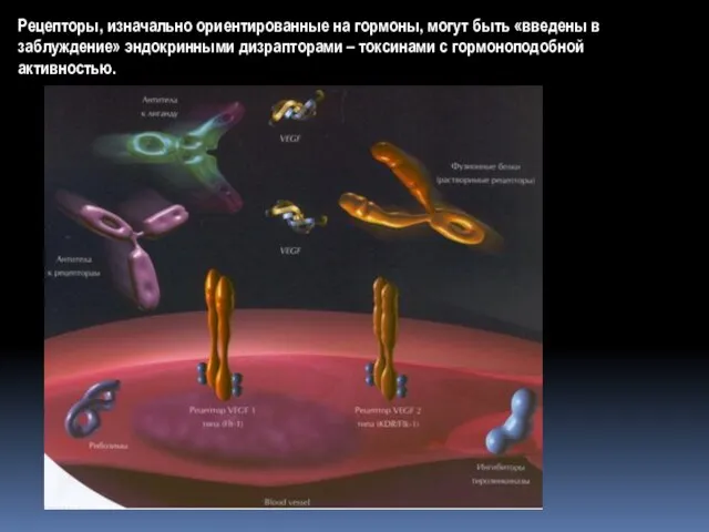 Рецепторы, изначально ориентированные на гормоны, могут быть «введены в заблуждение» эндокринными дизрапторами