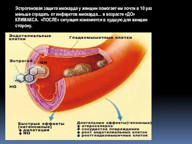 Эстрогеновая защита миокарда у женщин помогает им почти в 10 раз меньше