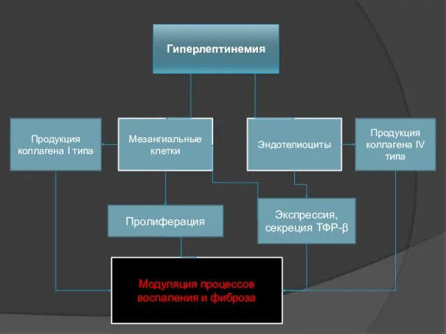 Экспрессия, секреция ТФР-β Модуляция процессов воспаления и фиброза Продукция коллагена I типа