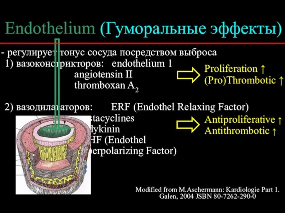 регулирует тонус сосуда посредством выброса 1) вазоконстрикторов: endothelium 1 angiotensin II thromboxan