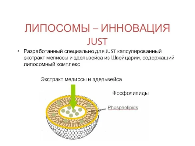 ЛИПОСОМЫ – ИННОВАЦИЯ JUST Разработанный специально для JUST капсулированный экстракт мелиссы и