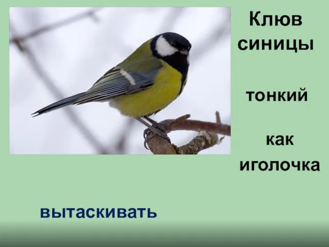 Клюв синицы как иголочка тонкий вытаскивать